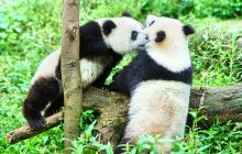 在嘲笑两脚兽般地望着你——雅安碧峰峡熊猫基地