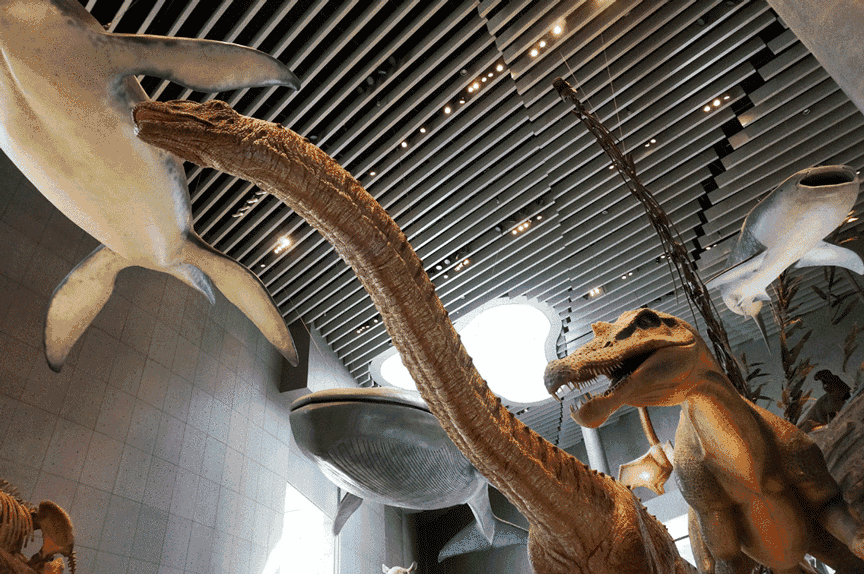 上海自然博物馆（上海科技馆）标本收藏量近27万件